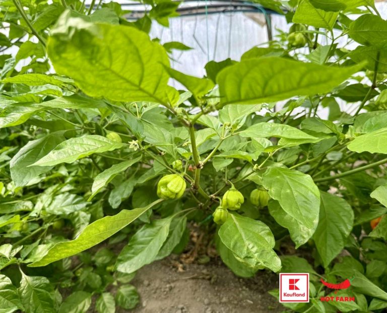 Screenshot_2025-08-11-17-51-37-59_45e686c594768066ad9911d54d96f72b